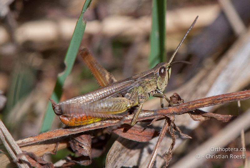 Chorthippus dorsatus ♂, singend - FR, Pyrénées-Orientales, Saillagouse, 04.10.2010