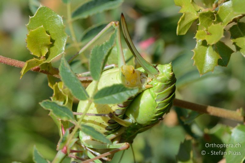 Ephippiger diurnus - FR, Plateau d'Aumelas, 11.07.2014