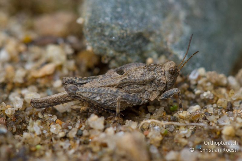 Tetrix depressa ♂ - BG, Ardino, 22.04.2012