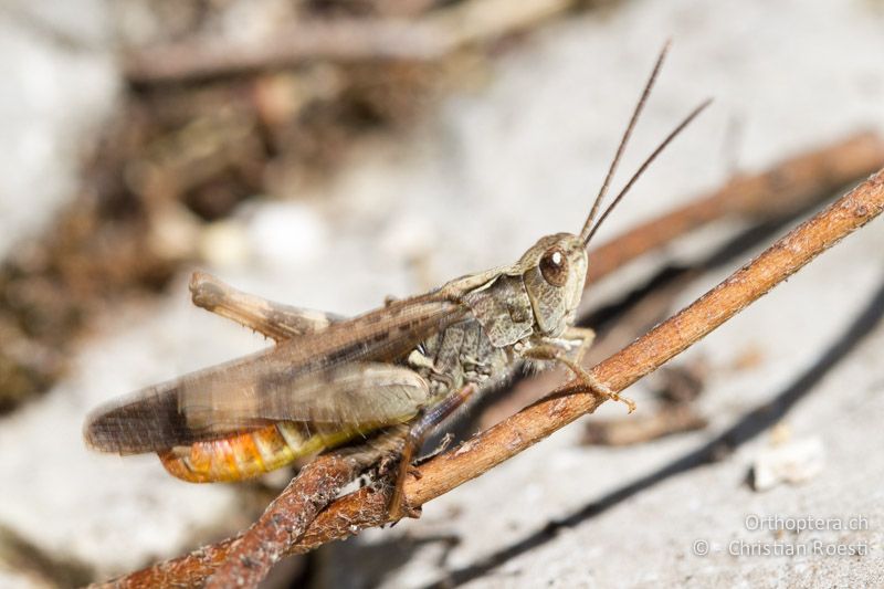 Chorthippus brunneus ♂, singend - CH, BE, Biel, 09.09.2013