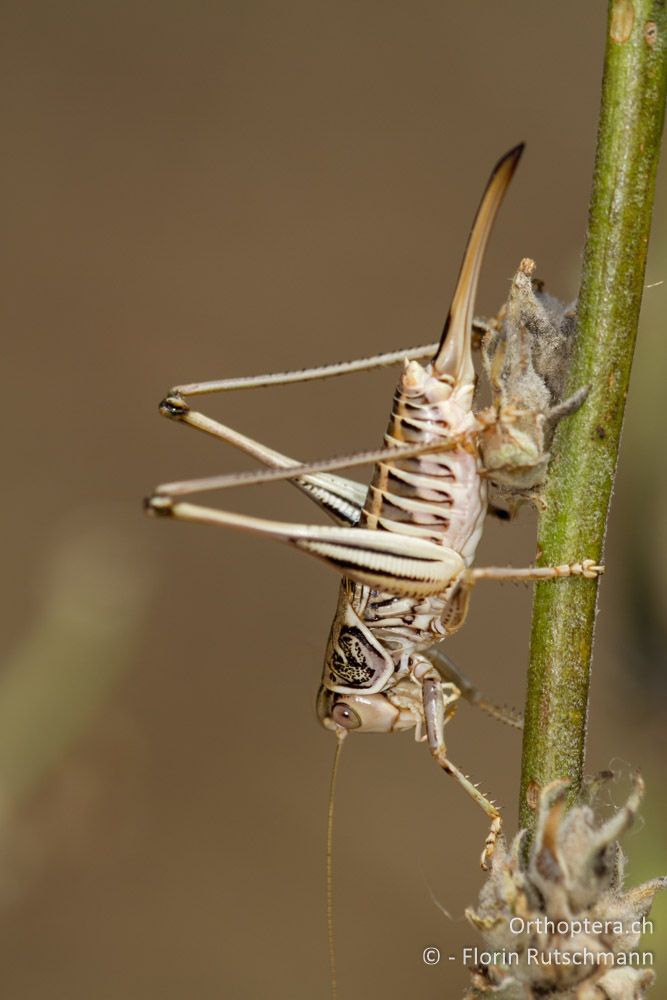 Gampsocleis abbreviata - Elassona, 16.07.2011