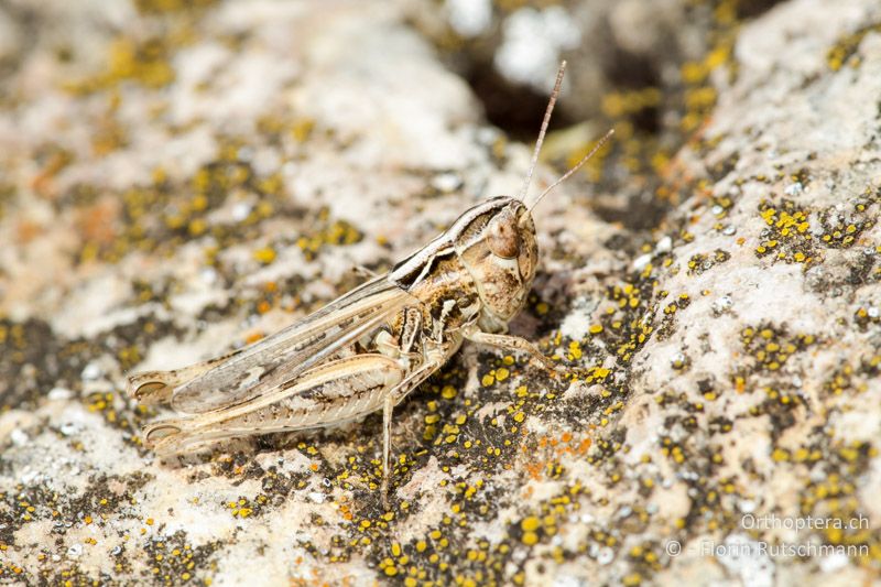 Omocestus petraeus ♀ - GR, Westmakedonien, Xino Nero, 12.07.2013