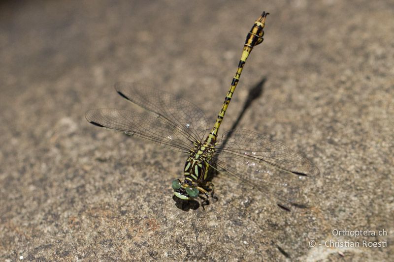 Paragomphus cognatus, Rock Hooktail ♂ - SA, Mpumalanga, Dullstroom, Field & Stream Lodge, 13.01.2015