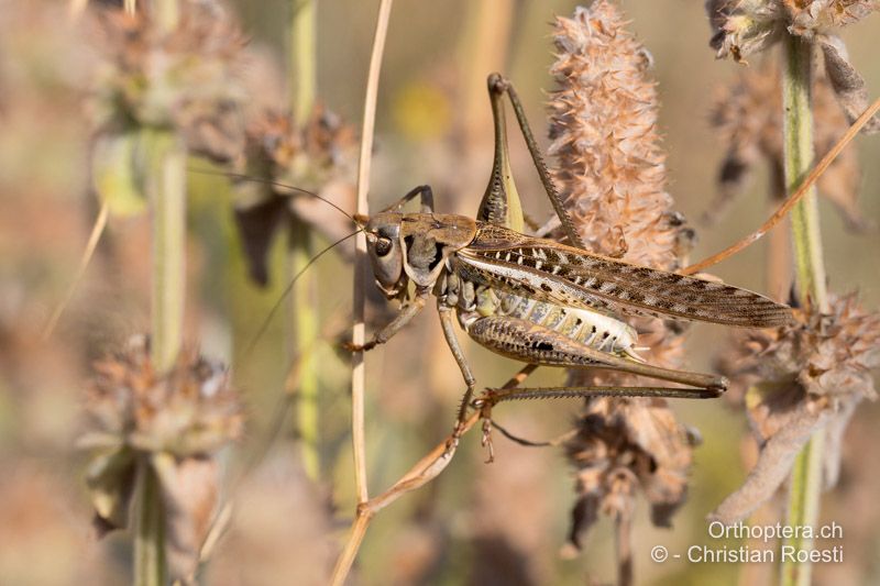 Decticus albifrons ♂ - BG, Oreshari, Khaskovo, Oreshari, 06.07.2019