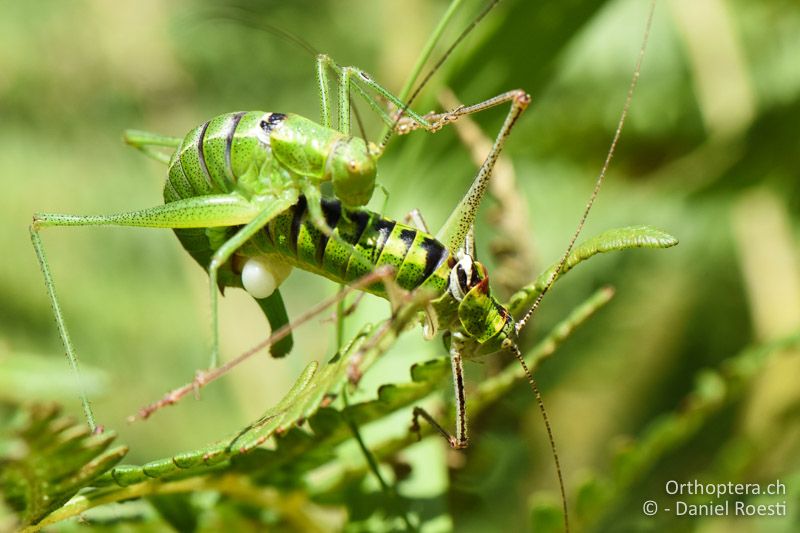 Poecilimon thoracicus , Paarung - BG, Blagoevgrad, Bansko, 14.07.2018