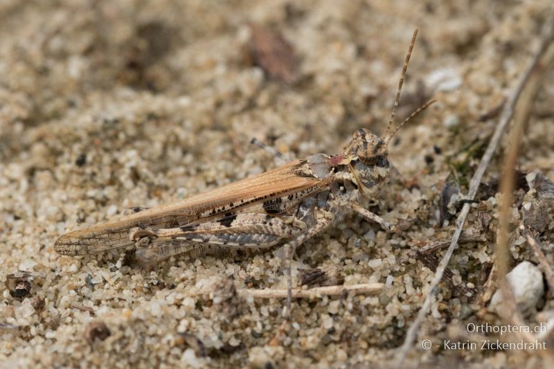 Acrotylus longipes ♂ - GR, Zentralmakedonien, Korinos, Strand, 15.07.2017