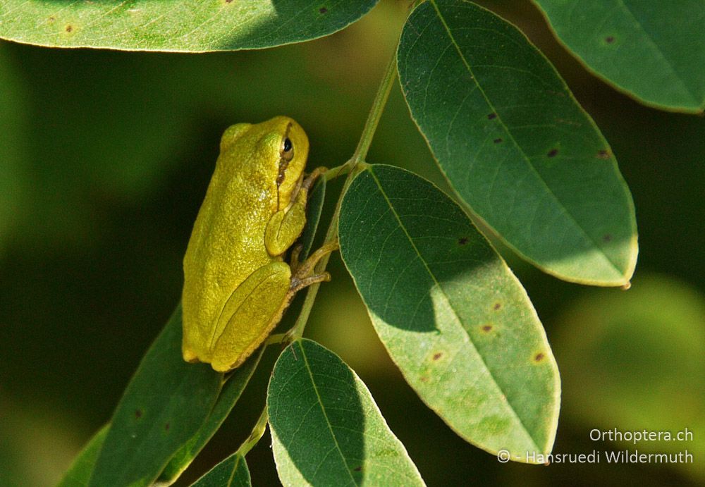 Laubfrosch (Hyla arborea) juv. - GR, Zentralmakedonien, Ufer des Strimonas bei Kerkini, 08.07.2013