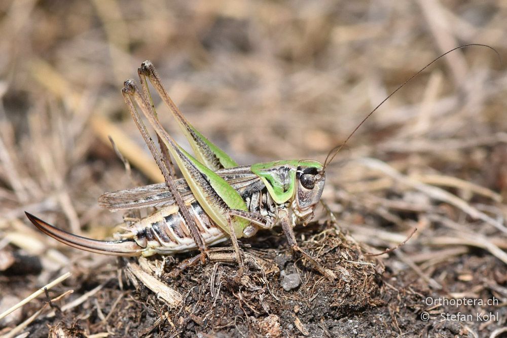 Steppen-Beissschrecke (Montana montana) ♀ - AT, Niederösterreich, Ebergassing, 08.07.2018