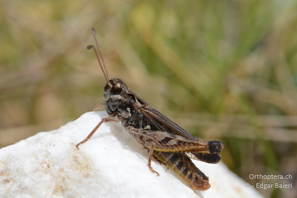 Myrmeleotettix maculatus ♂ - BG, Blagoewgrad, Bergwiese bei Pass nach Pirin, 12.07.2018