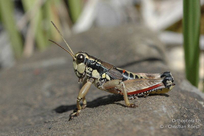 Podisma pedestris ♂ - CH, VS, Derborence, 17.06.2007