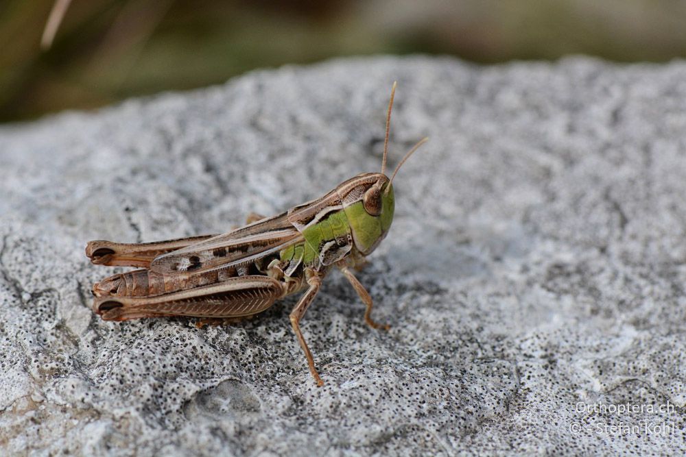 Stenobothrus nigromaculatus ♀ - HR, Istrien, Račja Vas, Dol, 24.07.2015