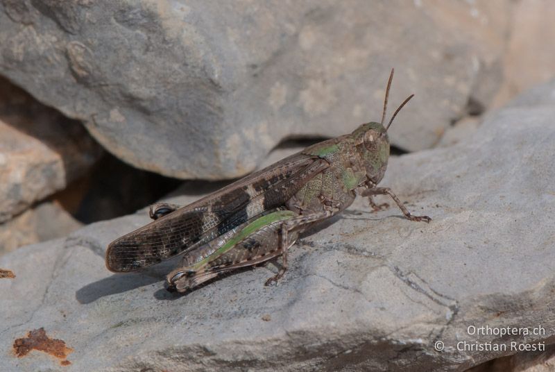 Aiolopus strepens ♀ - FR, Aude, Port-la-Nouvelle, 01.10.2010