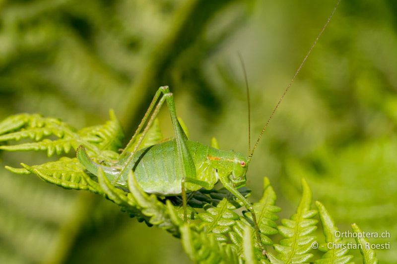 Poecilimon gracilis ♀ - GR, Westmakedonien, Mt. Vernon, 10.07.2013