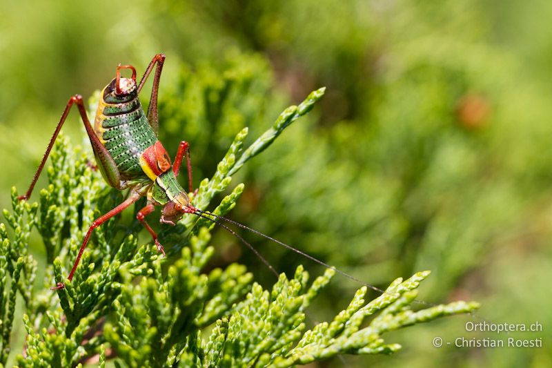 Barbitistes serricauda ♂- CH, VS, Jeizinen, 10.08.2013