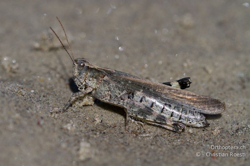 Epacromius tergestinus ponticus ♀ - CH, VS, Salgesch, 11.08.2013