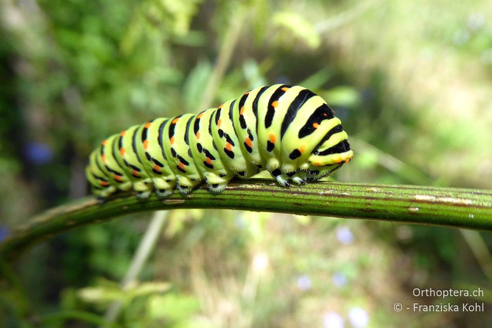 Raupe vom Schwalbenschwanz (Papilio machaon) - BG, Plowdiw, Belovitsa, 10.07.2018