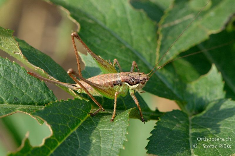 ♀ der Zierlichen Südschrecke (Pachytrachis gracilis) - GR, Westmakedonien, Kratero, 11.07.2013