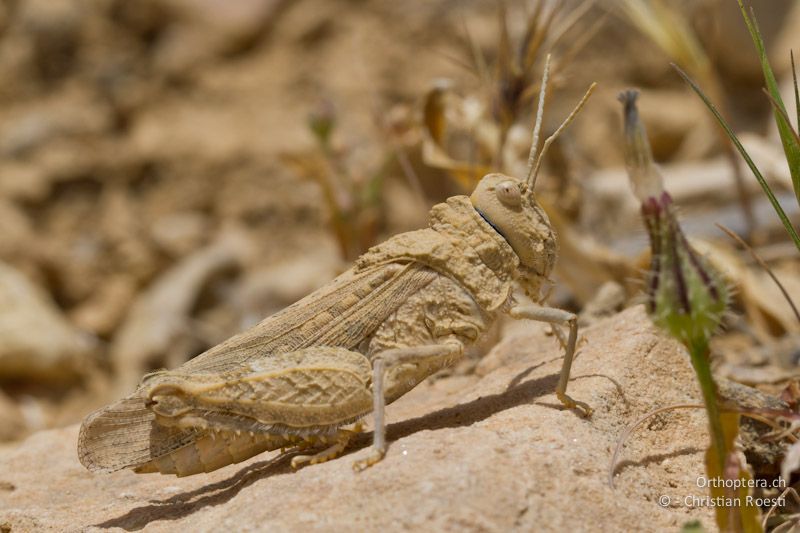 Weibchen von Tmethis pulchripennis asiaticus. Al Qadisiyya, 19.05.2011