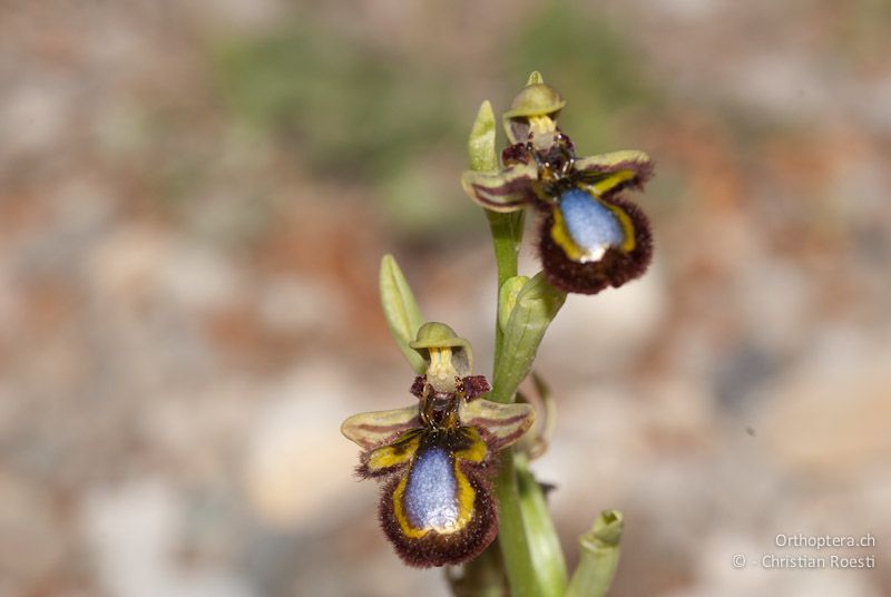 Ophrys speculum