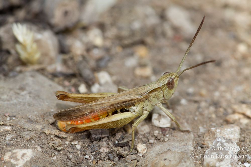 Chorthippus cf. dichrous - Pamvotida-See, 14.07.2011