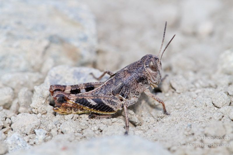 Paracaloptenus caloptenoides ♀ Larve im letzten Stadium - GR, Westmakedonien, Mt. Vernon, 17.07.2011