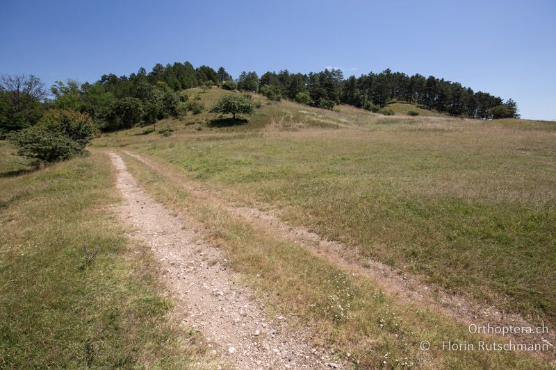 Trockenwiese und Ruderalflächen - HU, Mitteltransdanubien, Tapolca, 07.07.2016