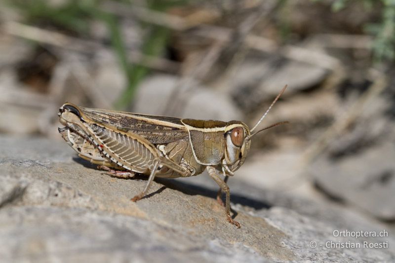 Calliptamus wattenwylianus ♀ - FR, Plateau d'Aumelas, 11.07.2104