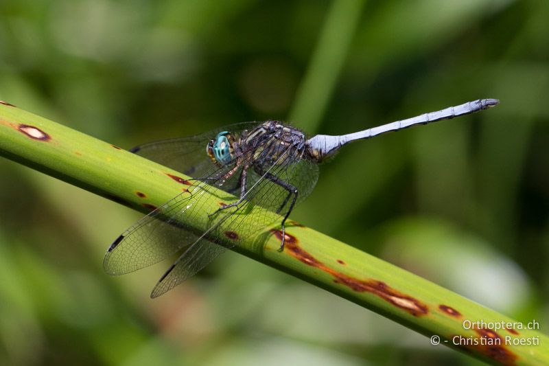 Orthetrum julia, Julia Skimmer ♂ - SA, Nort West, Rustenburg, Sparkling Waters Hotel, Magaliesberg, 14.01.2015