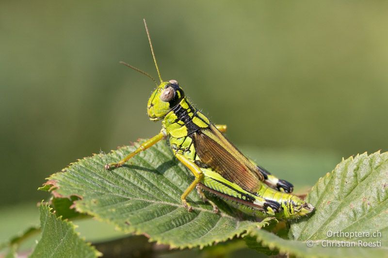 Miramella irena ♀ - HR, Istrien, Ucka Nationalpark, 20.07.2015