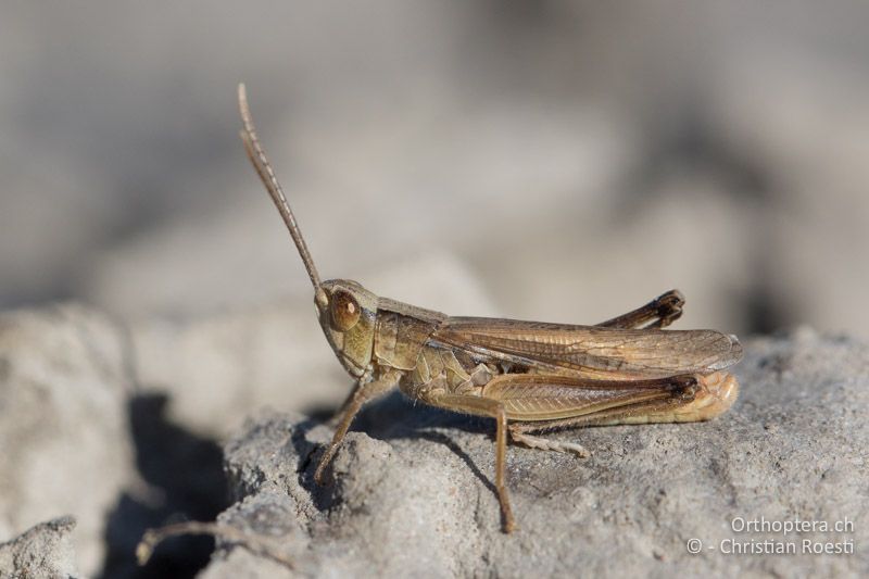 Chorthippus oschei ♂ - HU, Bács-Kiskun, Fülöpszállás, 07.07.2016