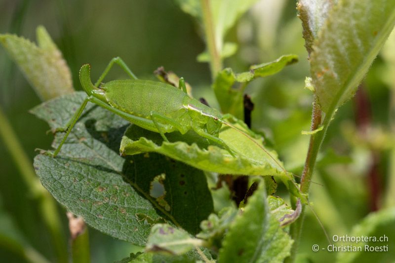 Isophya pienensis ♀ - RU, Transilvania, Harghita-Băi, 14.07.2020