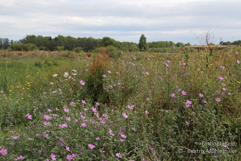 Farbenprächtige Flora am Rand einer Grube bei Saint-Gilles - FR, Saint-Gilles, 10.07.2014