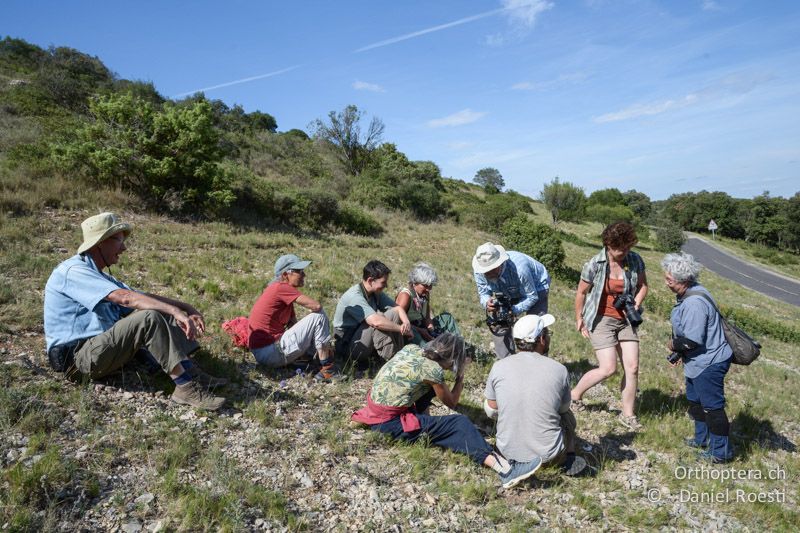 Von allen umringt, die Haubenfangschrecke - FR, Plateau d'Aumelas, 11.07.2014