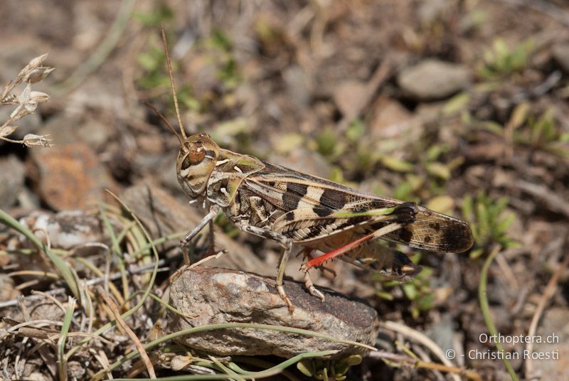 Oedaleus decorus ♂ (braun-grüne Farbmorphe) - FR, Pyrénées Orientales, Jujols, 14.08.2009