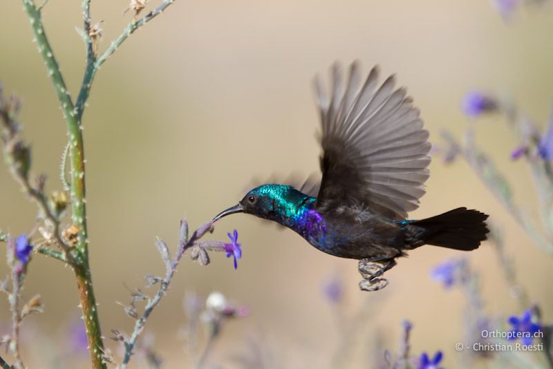 Jerichonektarvogel (Palestine Sunbird, Cinnyris oseus) am Trinken. Dana, 18.05.2011