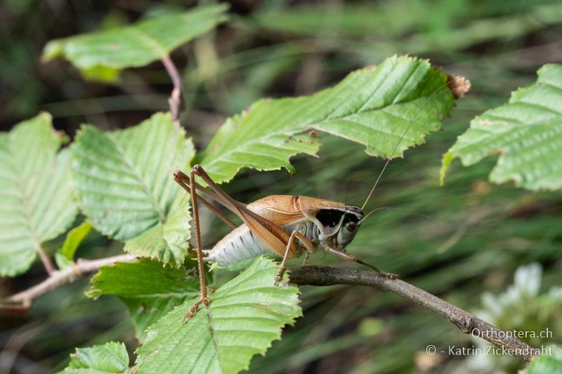 Pholidoptera frivaldszkyi ♂ - BG, Pasardschik, Streltscha, 10.07.2018