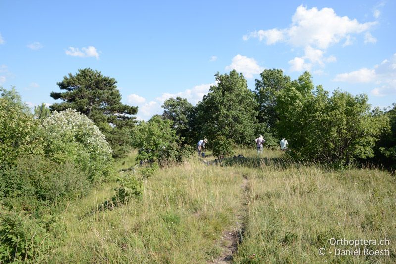 Trockenrasen am Eichkogel mit Saga pedo und Leptophyes albovittata - AT, Niederösterreich bei Mödling, 07.07.2018