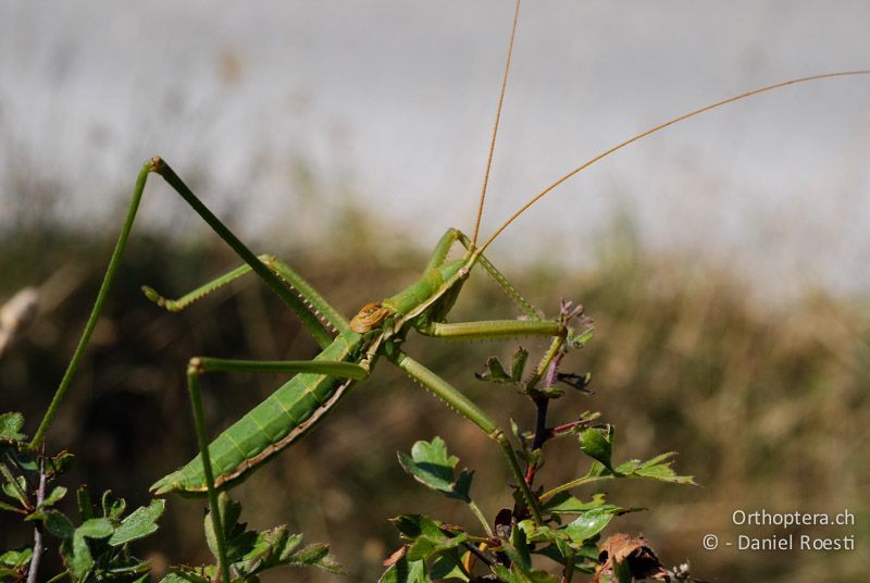 Sägeschrecke Saga campbelli ♂ - GR, Zentralmakedonien, Mt. Hortiatis, 04.07.2013