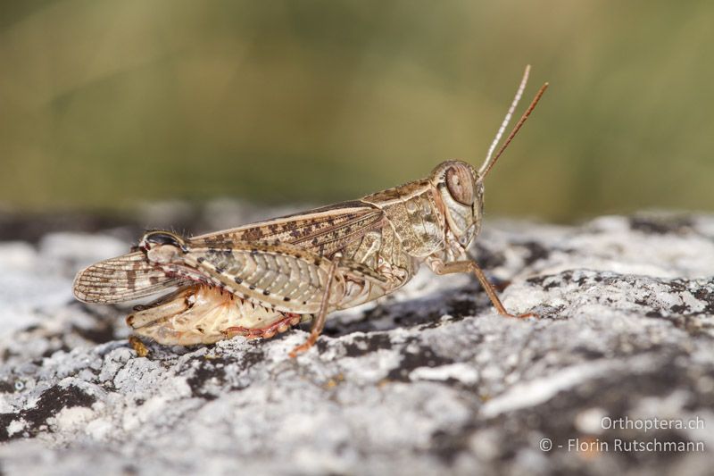 Calliptamus italicus ♂ - GR, Ostmakedonien, Mt. Pangeon, 12.07.2012