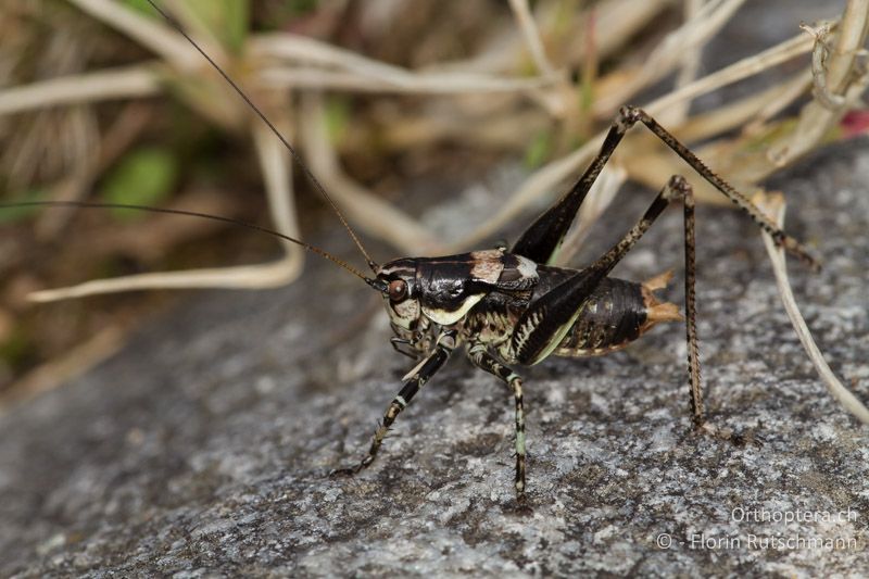 Antaxius pedestris ♂ - CH, TI, Mugena, 18.09.2013