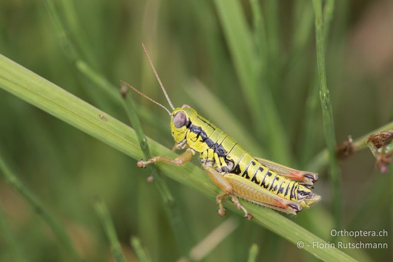 Micropodisma salamandra ♂ - HR, Istrien, Ucka Nationalpark, 24.07.2015