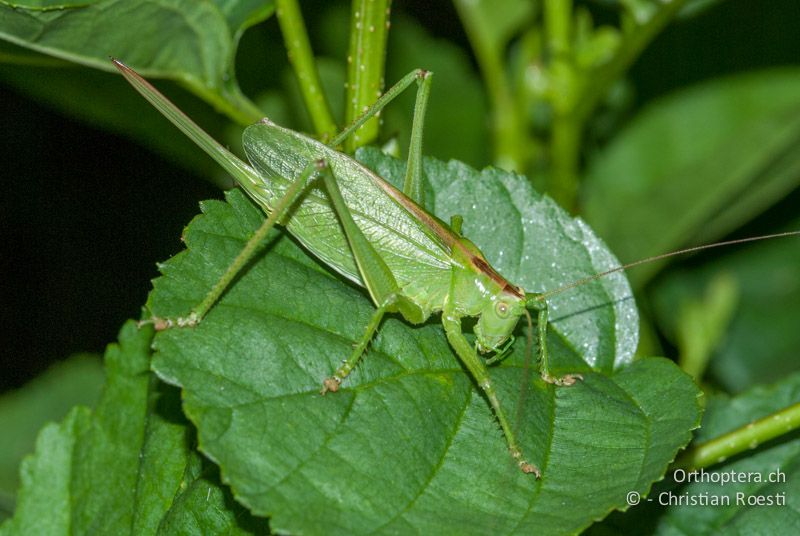 Tettigonia cantans ♀ - DE, Bayern, Bayreuth, 04.08.2008