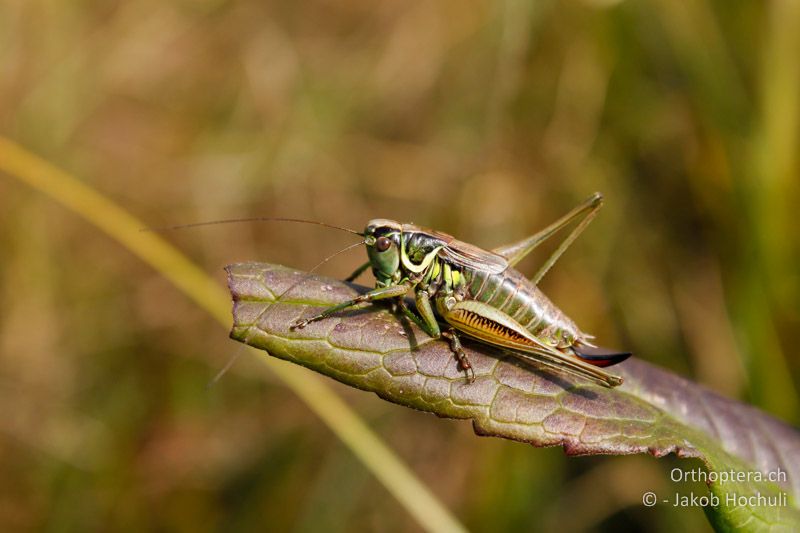 Roeseliana roeselii ♀ - CH, AR, Gais, 25.09.2011