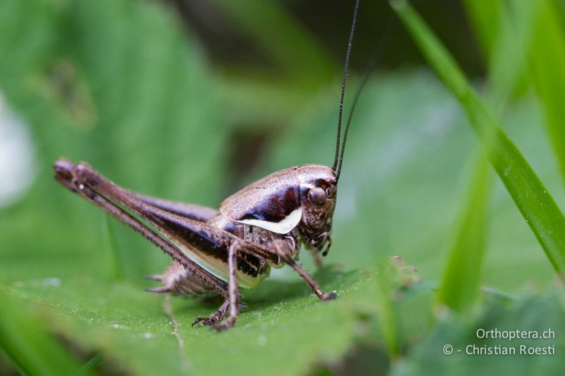 Ca. 5. Larvenstadium von Pholidoptera fallax ♂ - CH, TI, Mugena, 21.06.2013