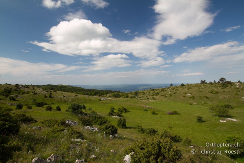 Lebensraum von Ortolan, Zaunammer, Heidelerche und Neuntöter - HR, Primorje-Gorski, Učka, 01.06.2014