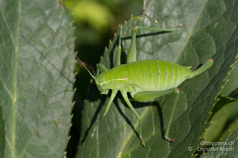 Poecilimon ornatus, ♀ im letzten Stadium- HR, Istien, Mt. Učka, 02.06.2014