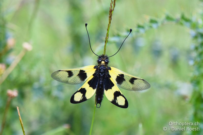 Östlicher Schmetterlingshaft - BG, Blagoewgrad, Pirin-Gebirge, 12.07.2018