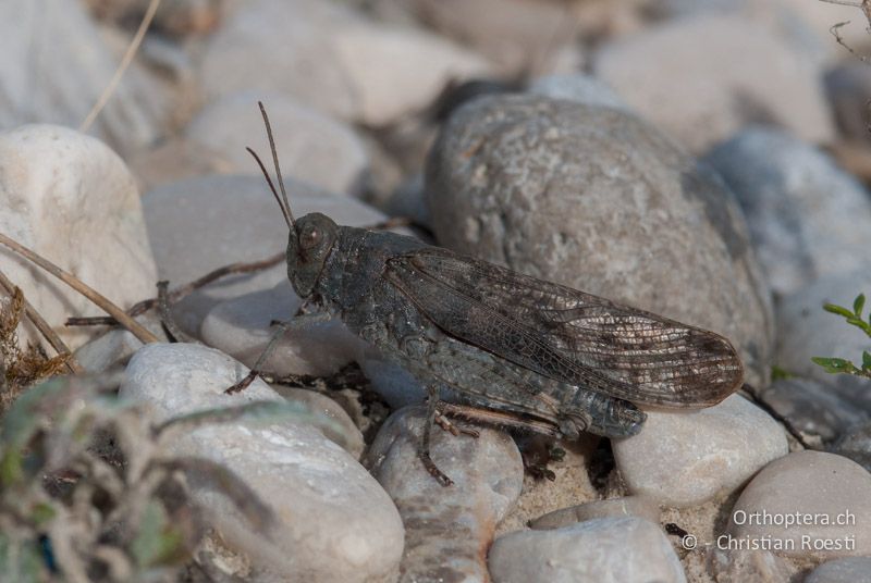 Bryodemella tuberculata ♂ - DE, Bayern, Vorderriss, 03.08.2008