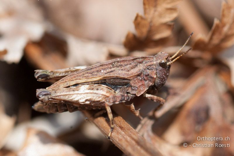 Tetrix undulata ♀ - CH, BE, Bickigen, 14.04.2010