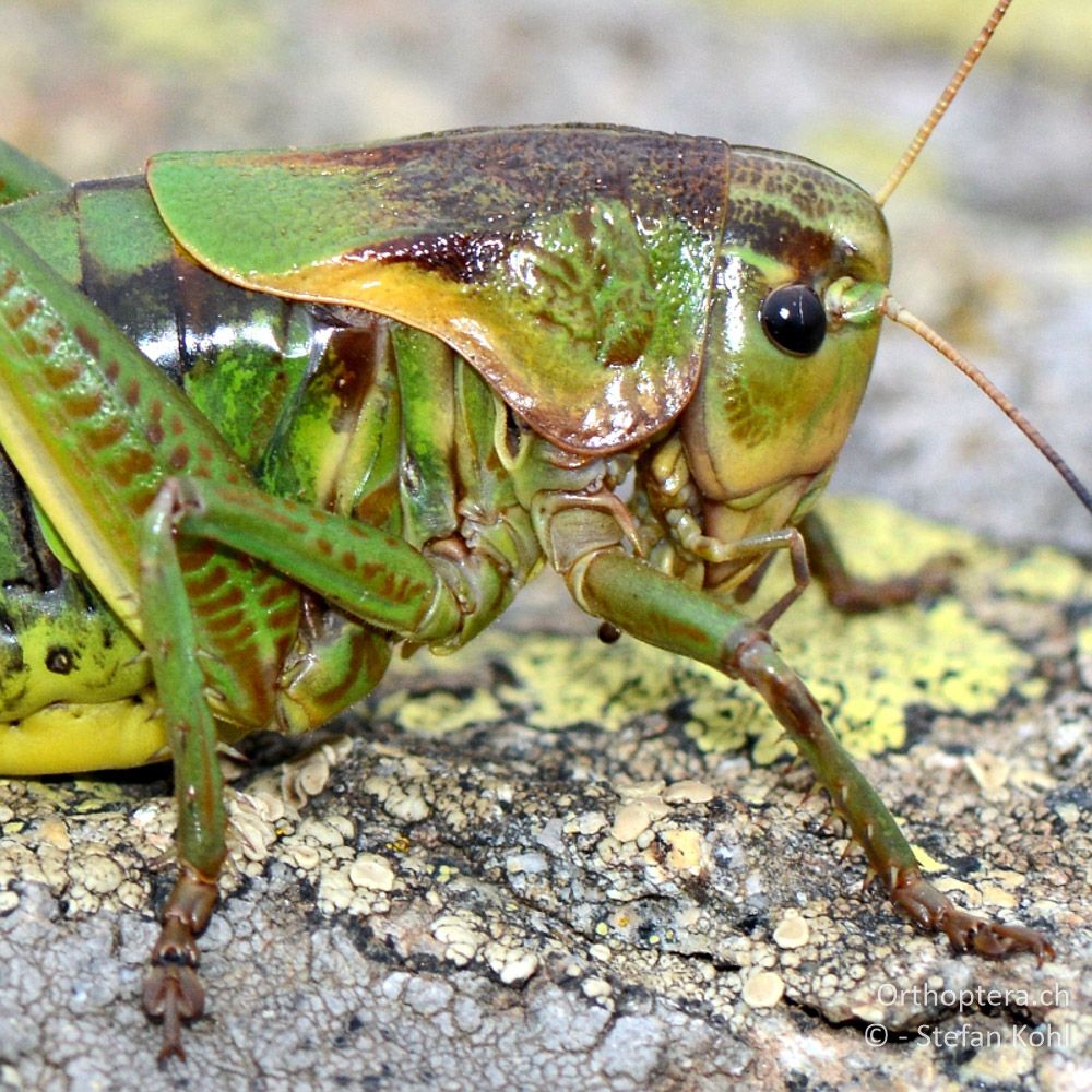 ♀ der Bergschrecke (Psorodonotus fieberi) - GR, Westmakedonien, Mt. Varnous, 11.07.2013